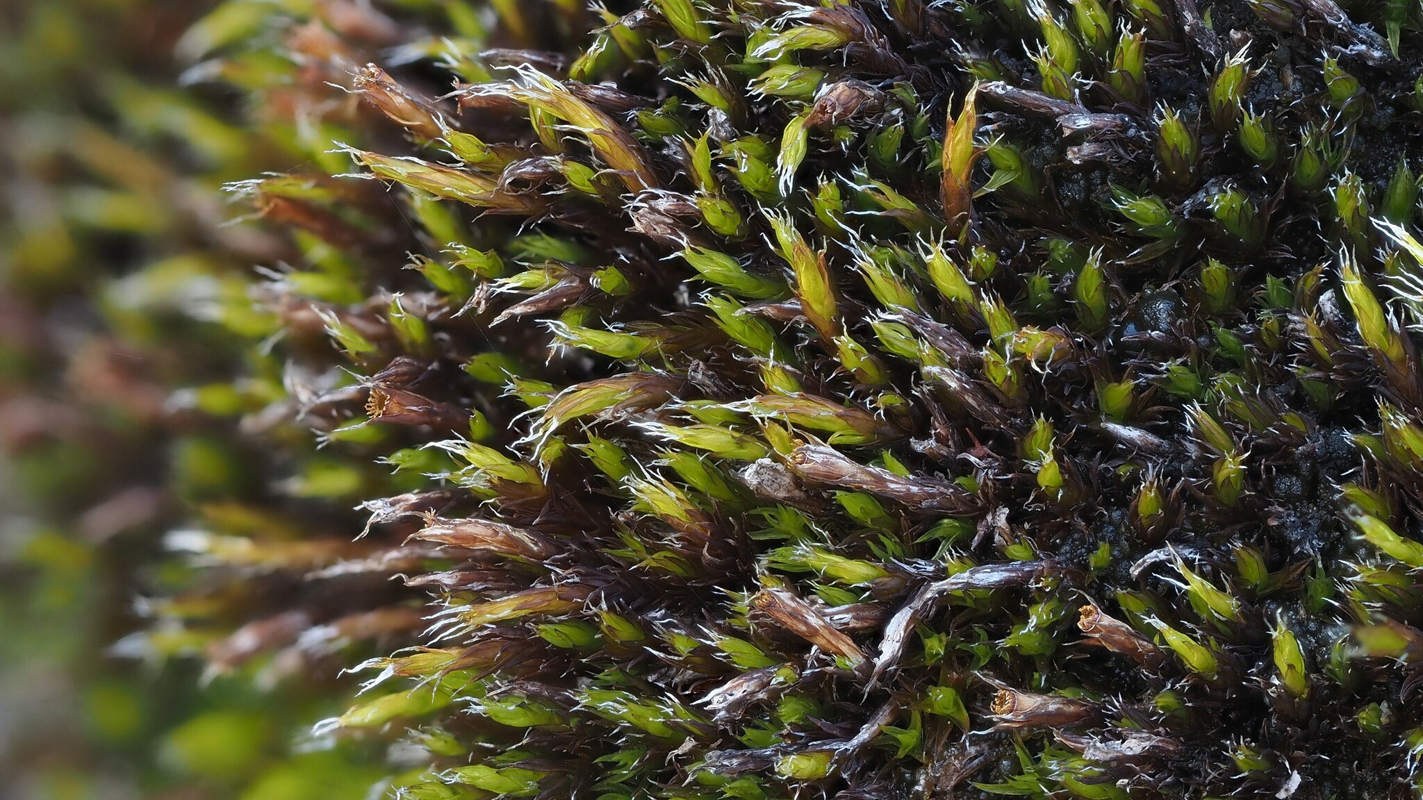 Schistidium robustum