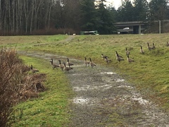 Branta canadensis