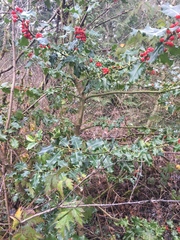 Ilex aquifolium