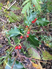 Ilex aquifolium