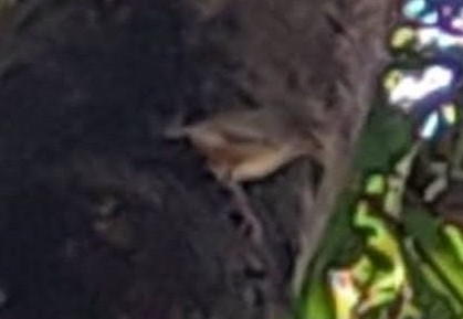 Sulphur-bellied Warbler