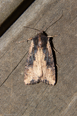 Ichneutica omoplaca
