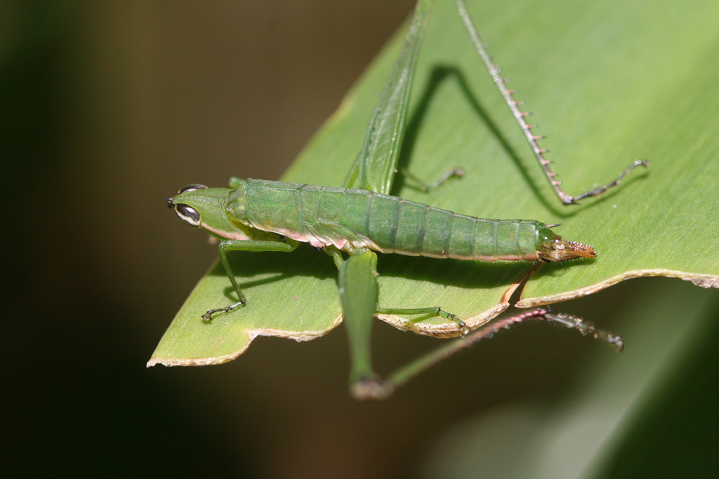 Stenoschmidtia elegans