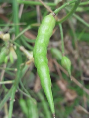 Raphanus raphanistrum raphanistrum