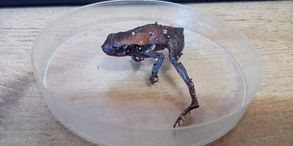 African Red Toad from Malcolm Rd, Poortview, Roodepoort, 1724, South ...