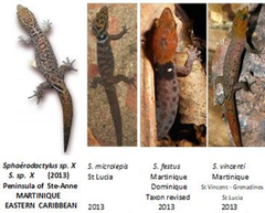 Sphaerodactylus