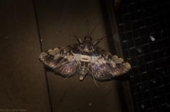 Nacoleia amphicedalis