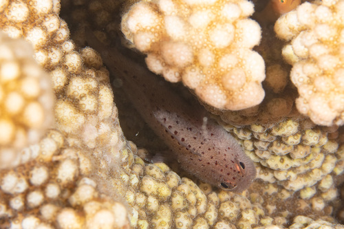 Scarlet-spotted velvetfish (Caracanthus maculatus) — Scorpaenidae — 5