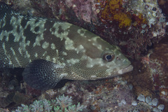 Epinephelus polyphekadion