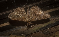 Paradromulia ambigua