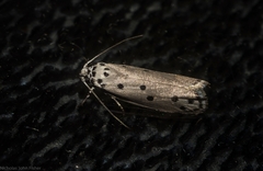 Ethmia heptasema