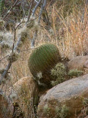 Ferocactus histrix