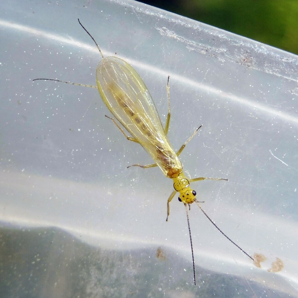 Common Small Yellow Sally
