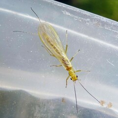Small Yellow Sally