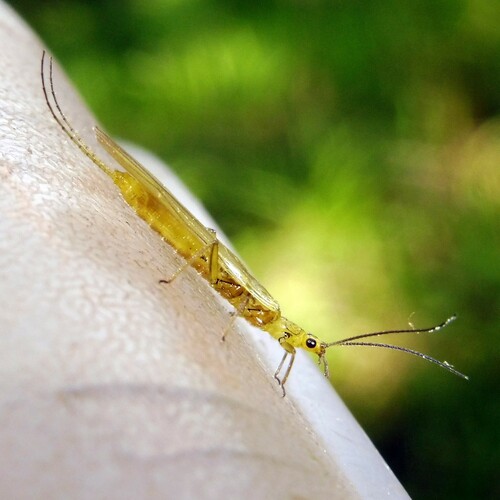 Small Yellow Sally photo 3
