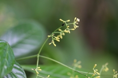 Psychotria marginata
