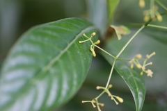 Psychotria marginata