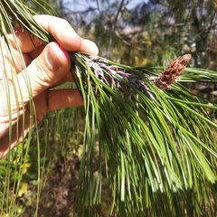 Pinus pseudostrobus apulcensis