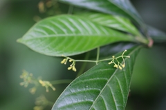 Psychotria marginata