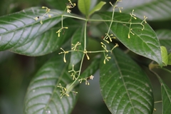 Psychotria marginata