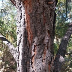 Pinus pseudostrobus apulcensis
