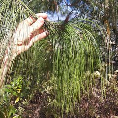 Pinus pseudostrobus apulcensis