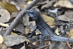 Providencia Ameiva photo 3
