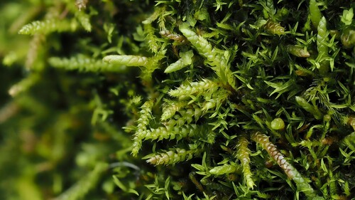 Myurella tenerrima