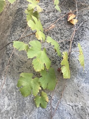 Vitis girdiana