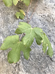 Vitis girdiana