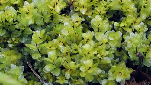 Rhizomnium magnifolium