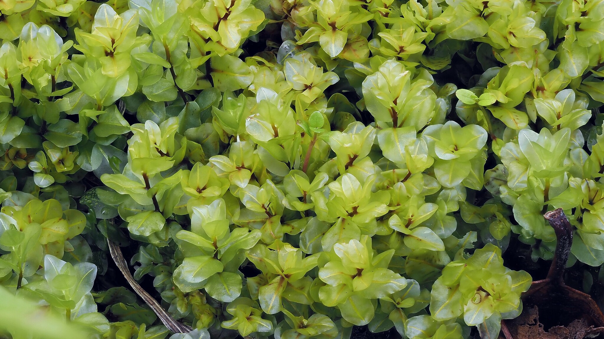 Rhizomnium magnifolium