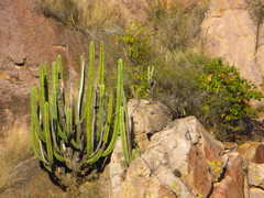 Isolatocereus dumortieri
