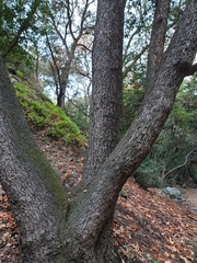 Quercus