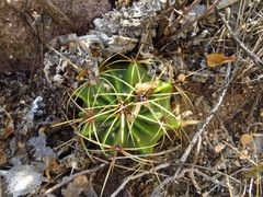 Ferocactus histrix