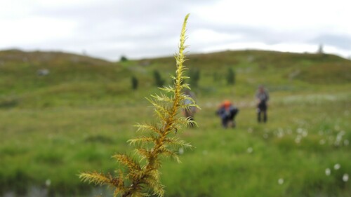 Sarmentypnum tundrae observed 2022-08-04