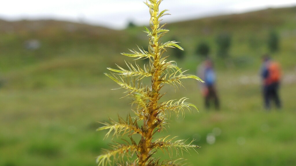 Tundra Hook Moss