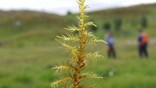 Tundra Hook Moss (Sarmentypnum tundrae)