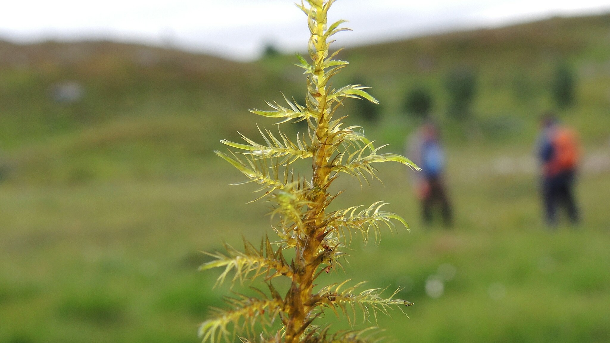 Sarmentypnum tundrae