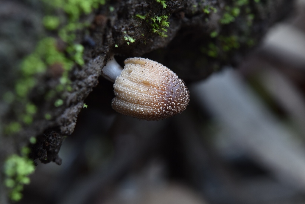 Genus Coprinellus