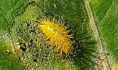 Epilachna varivestis