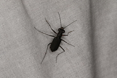 Myriochila semicincta