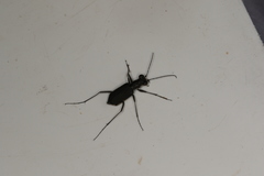 Myriochila semicincta