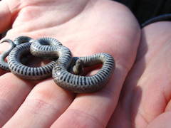 Contia tenuis