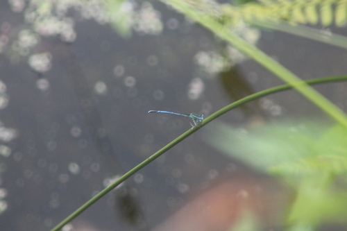 Blue Featherleg, 5731 Mierlo, Netherlands, photo 10 of 10