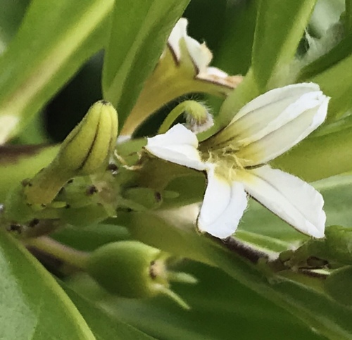 Goodeniaceae image