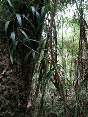 Plectocomia himalayana