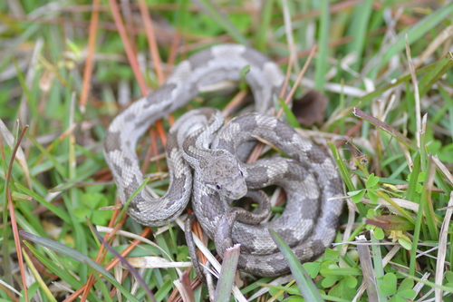 Eastern Ratsnake, photo 3 of 10