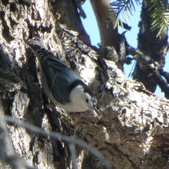 Sitta carolinensis nelsoni