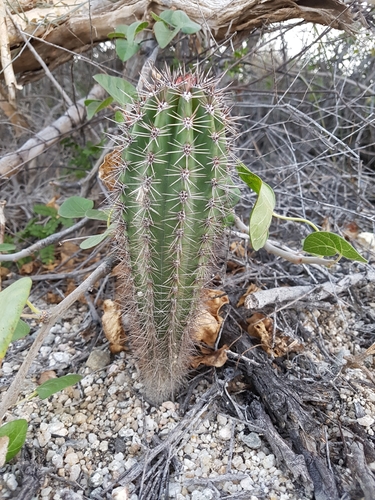 Mexican Giant Cactus
